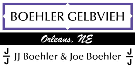 Boehler Gelbvieh
